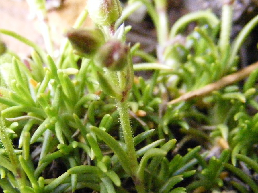 Da identificare  - Minuartia recurva?